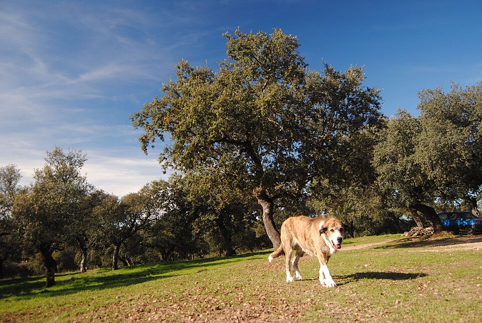 Mâtin espagnol — photo de la race de chien originaire de Espagne (5)
