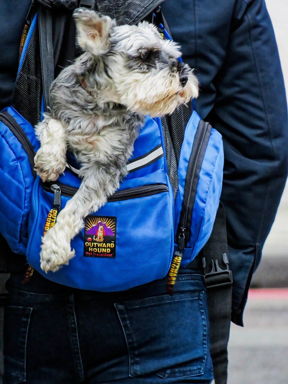 Schnauzer nain — photo de la race de chien originaire de Allemagne (1)