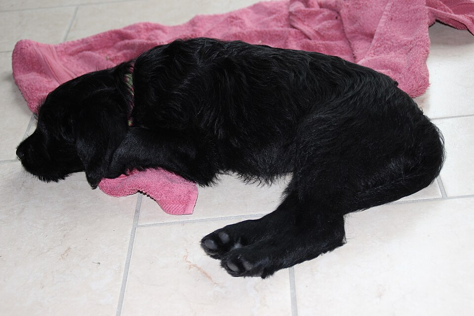 Labradoodle — photo de la race de chien originaire de Australie (5)