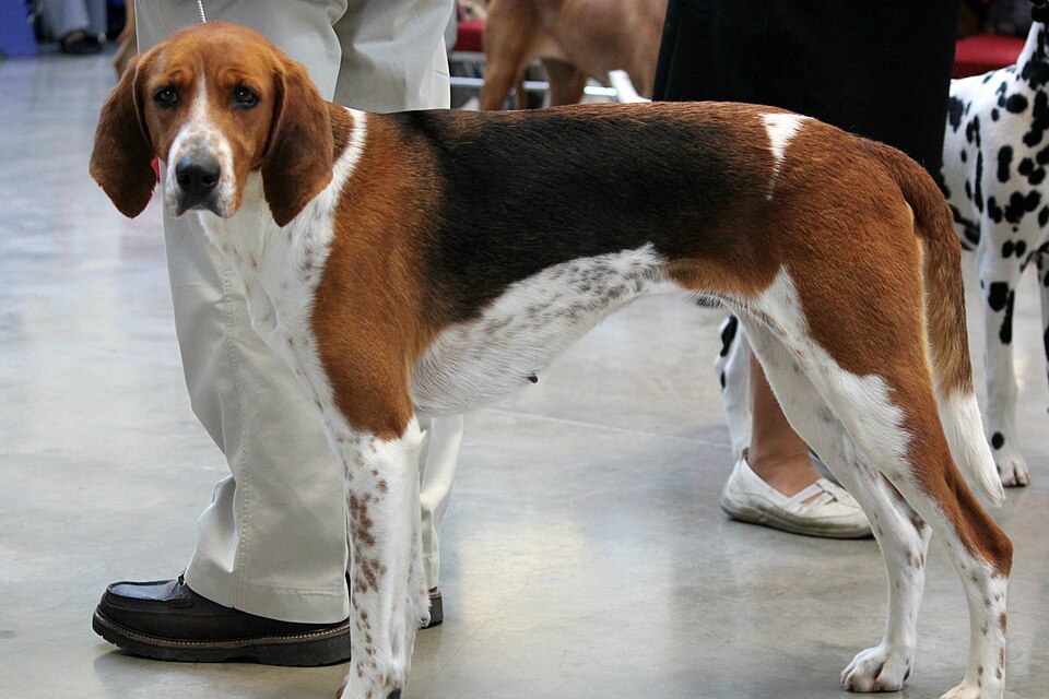 Foxhound américain — photo de la race de chien originaire de États-Unis (4)