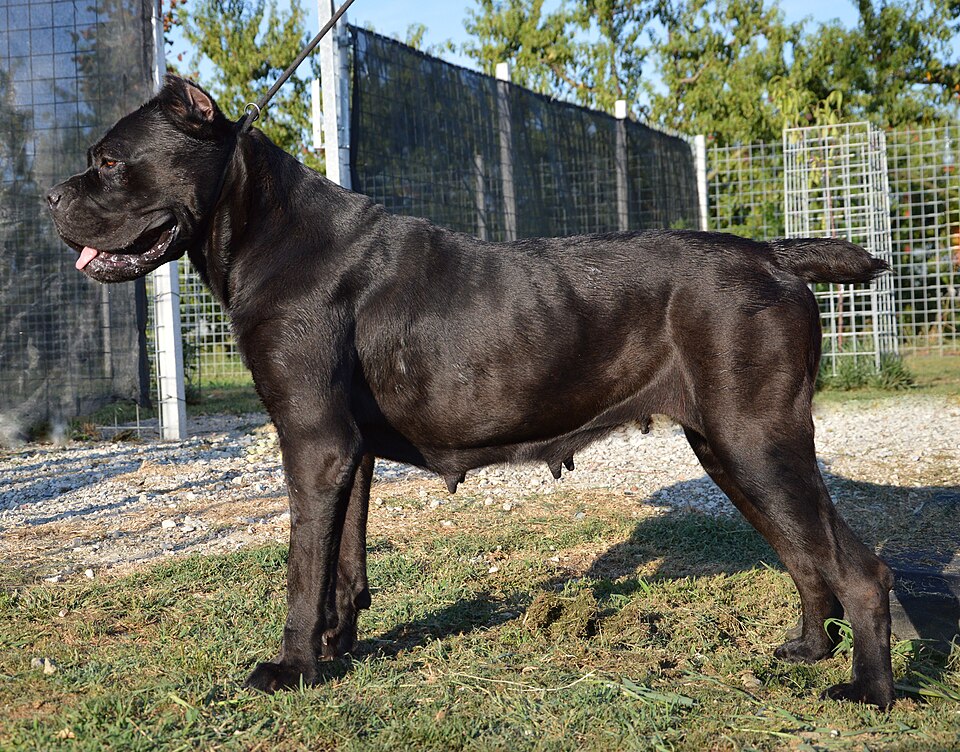 Cane corso — photo de la race de chien originaire de Italie (5)