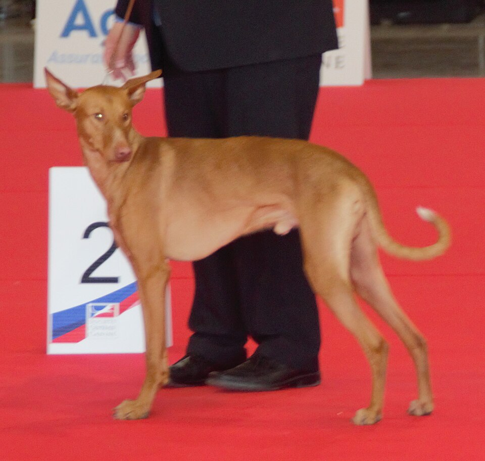 Podenco canario — photo de la race de chien originaire de Espagne (4)