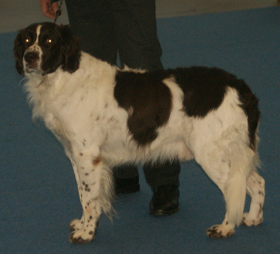 Epagneul à perdrix de Drente — photo de la race de chien originaire de Pays-Bas (5)