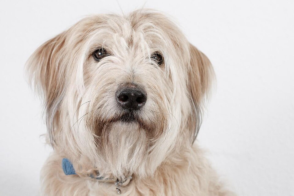 Berger catalan — photo de la race de chien originaire de Catalogne (1)