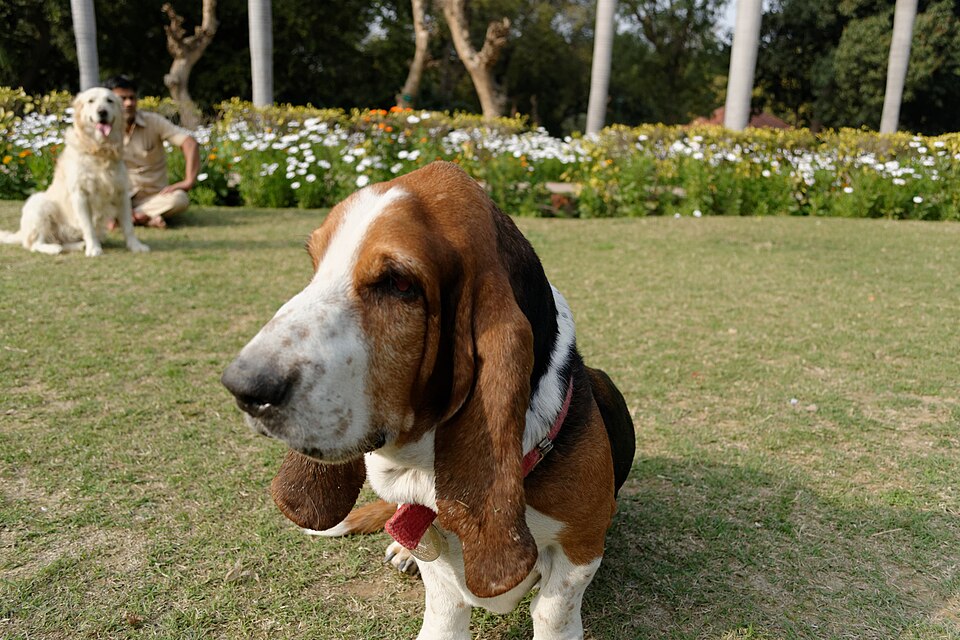 Basset hound — photo de la race de chien originaire de France (5)
