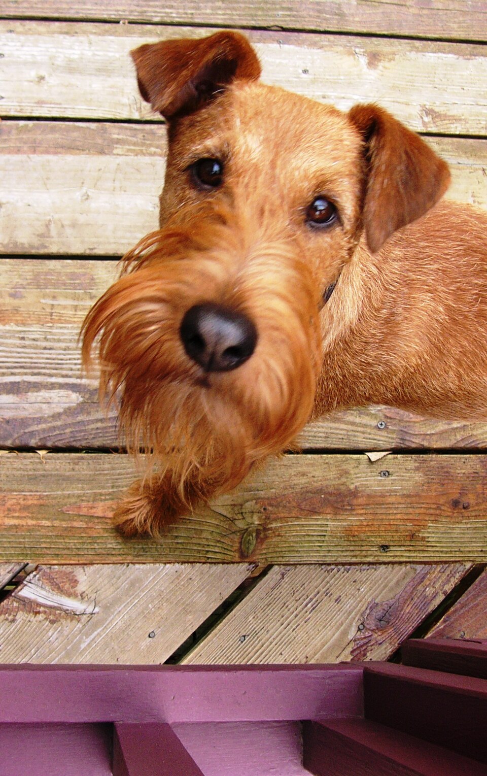 Terrier Irlandais — photo de la race de chien originaire de Irlande (5)
