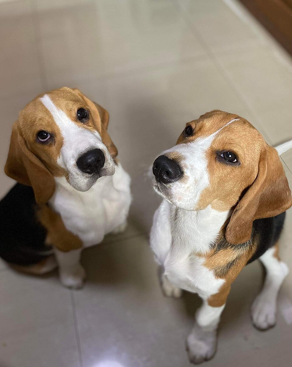 Beagle — photo de la race de chien originaire de Royaume-Uni (3)
