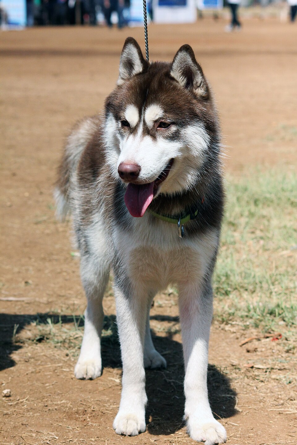 Husky sibérien — photo de la race de chien originaire de Sibérie (5)