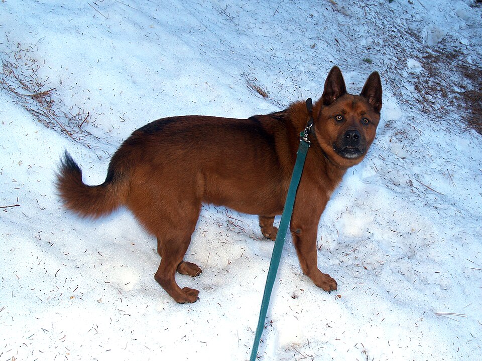 Kai — photo de la race de chien originaire de Japon (1)