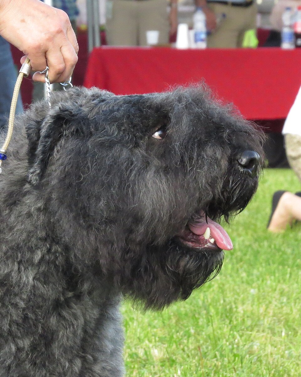 Bouvier des Flandres — photo de la race de chien originaire de Belgique (5)
