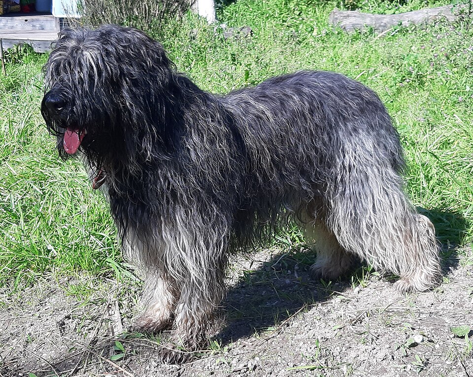 Berger portugais — photo de la race de chien originaire de Portugal (5)