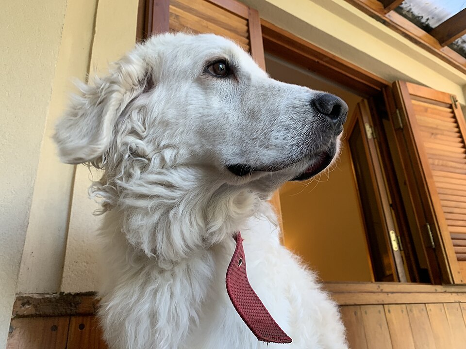 Kuvasz — photo de la race de chien originaire de Hongrie (5)