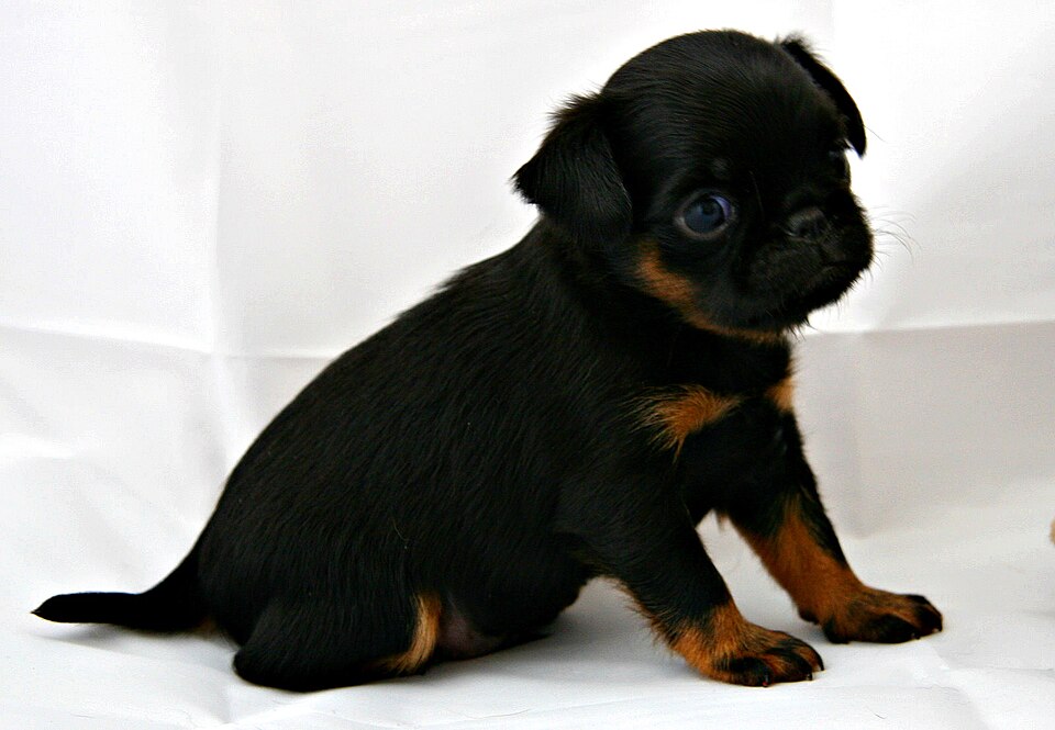 Griffon belge — photo de la race de chien originaire de Belgique (5)