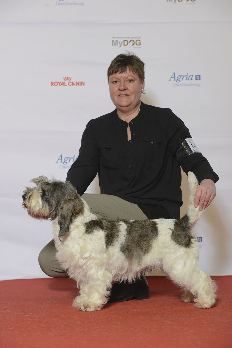 Petit Basset Griffon Vendéen — photo de la race de chien originaire de France (5)