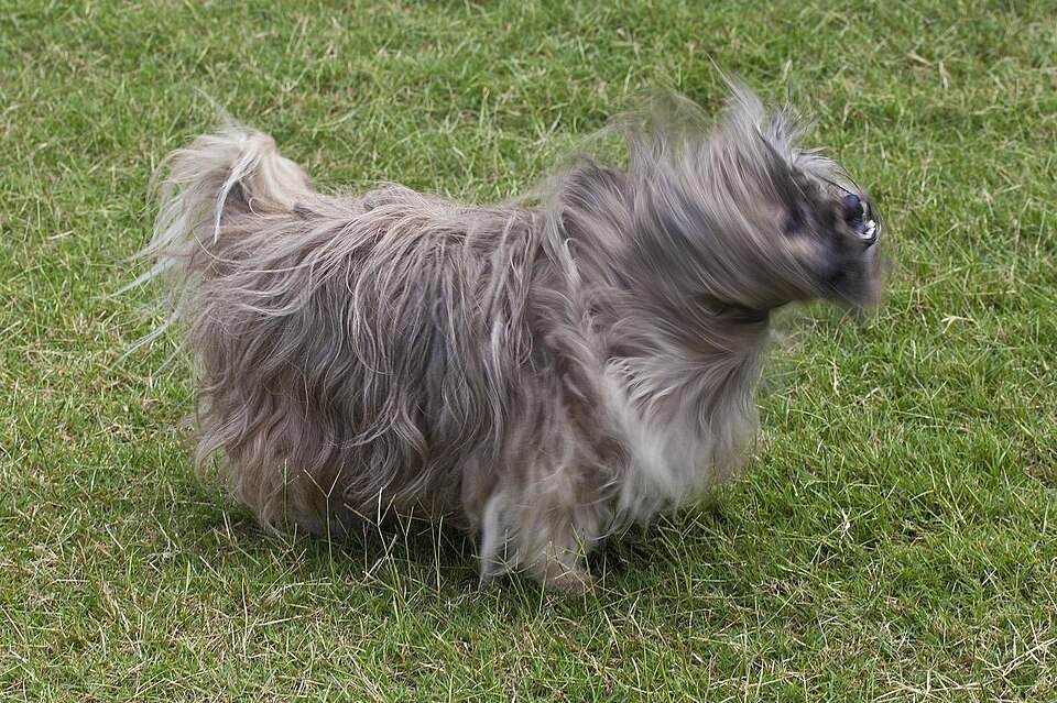 Lhassa Apso — photo de la race de chien originaire de Tibet (2)