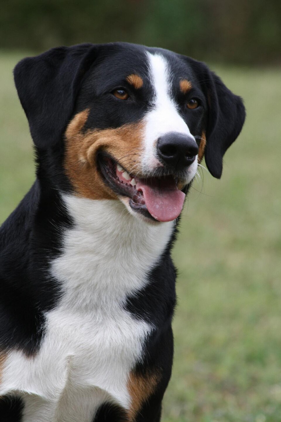 Bouvier d’Appenzell — photo de la race de chien originaire de Suisse (1)