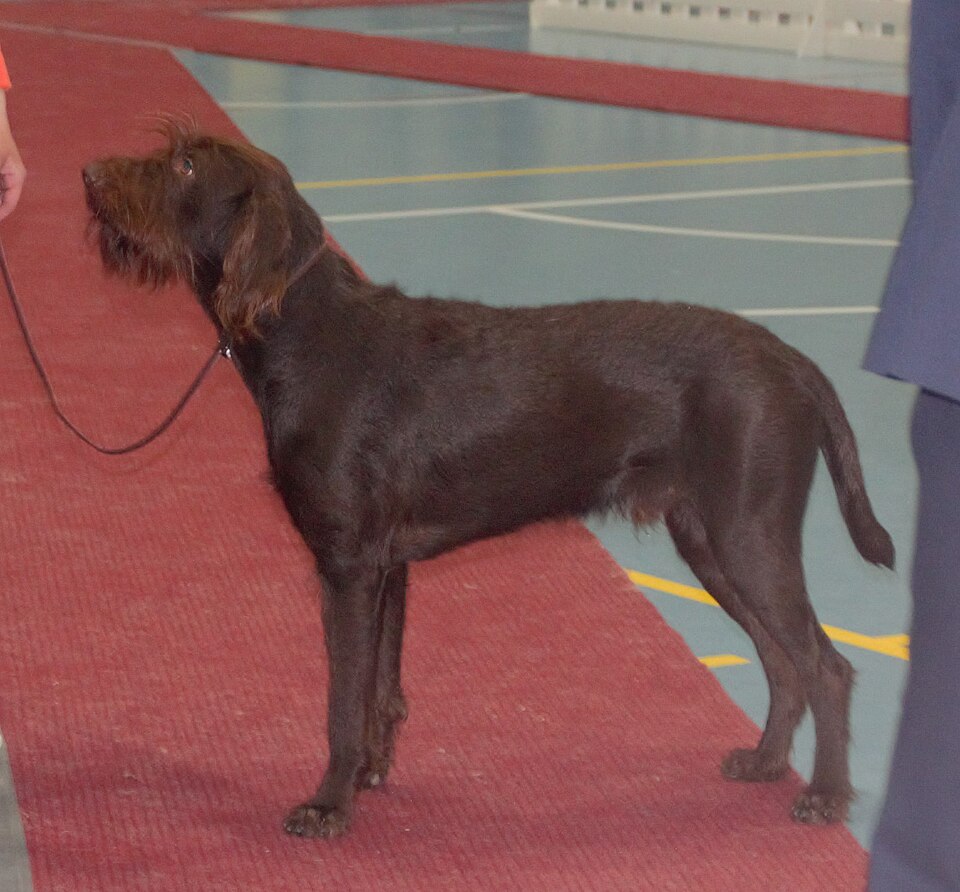 Pudelpointer — photo de la race de chien originaire de Allemagne (6)