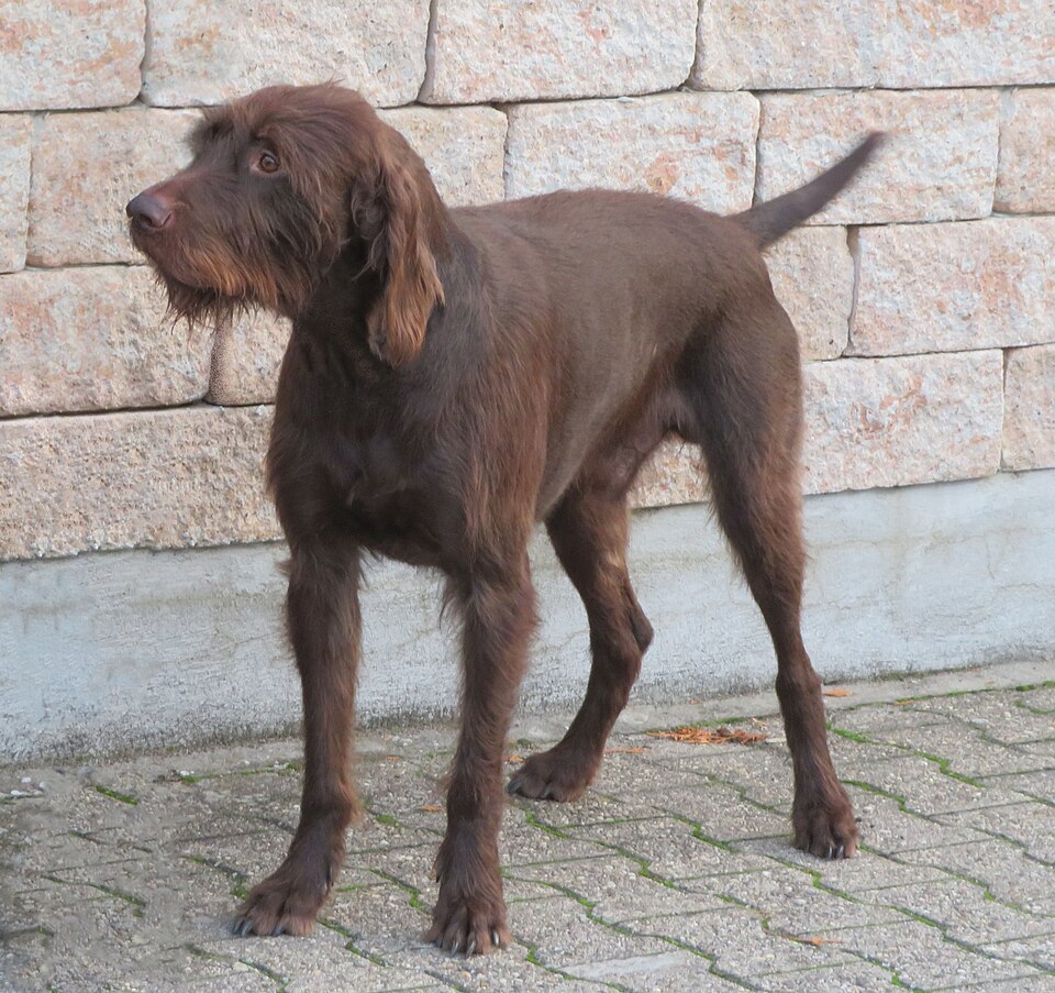 Pudelpointer — photo de la race de chien originaire de Allemagne (3)