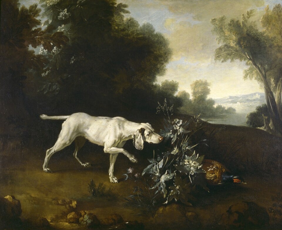 Pointer anglais — photo de la race de chien originaire de Angleterre (4)