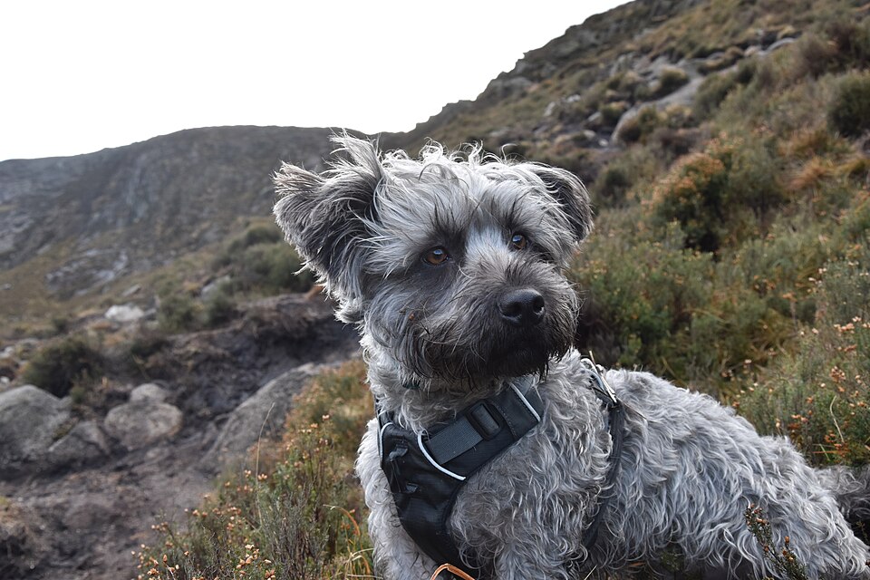 Terrier Irlandais Glen of Imaal — photo de la race de chien originaire de Irlande (4)
