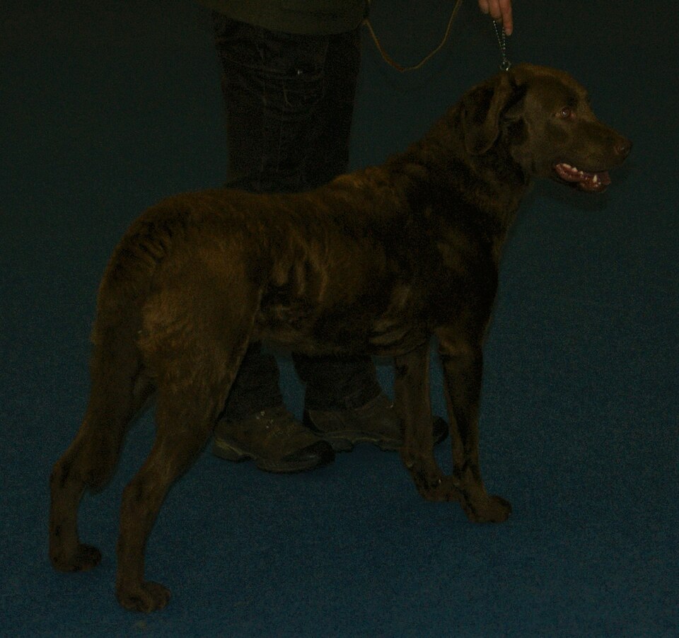 Chesapeake Bay Retriever — photo de la race de chien originaire de États-Unis (4)