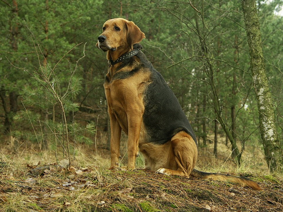 Brachet polonais — photo de la race de chien originaire de Pologne (6)