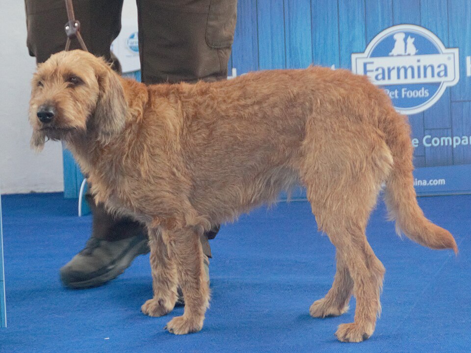 Brachet de Styrie à poil dur — photo de la race de chien originaire de Autriche (4)