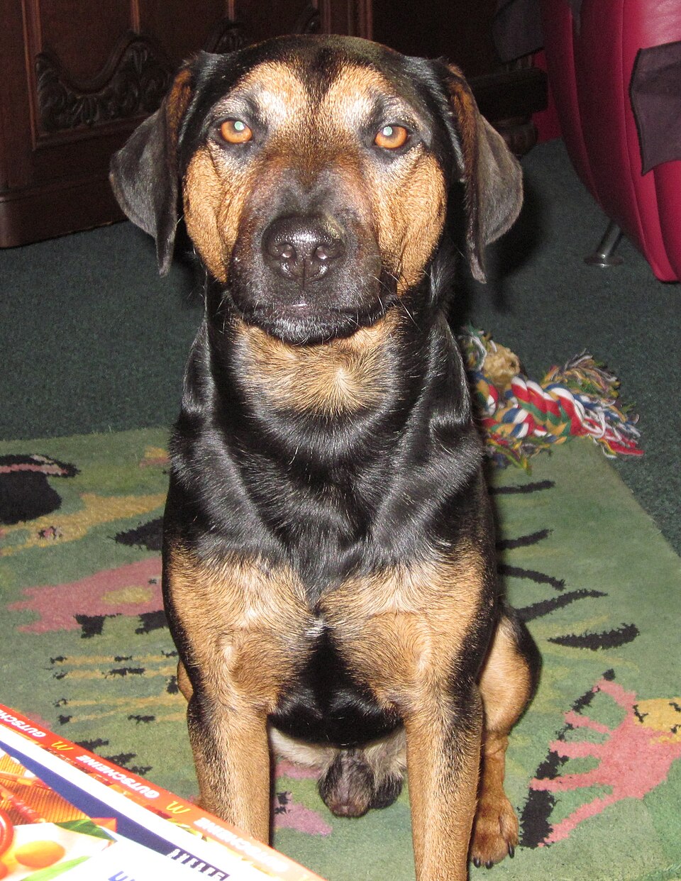 Brachet autrichien — photo de la race de chien originaire de Autriche (1)
