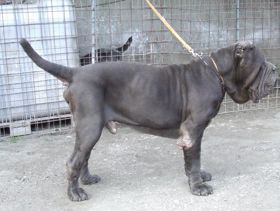 Mâtin de Naples — photo de la race de chien originaire de Rome antique (5)