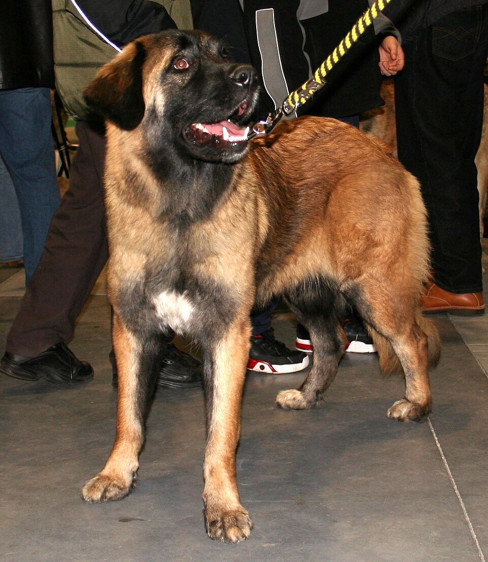 Chien de montagne portugais — photo de la race de chien originaire de Portugal (2)