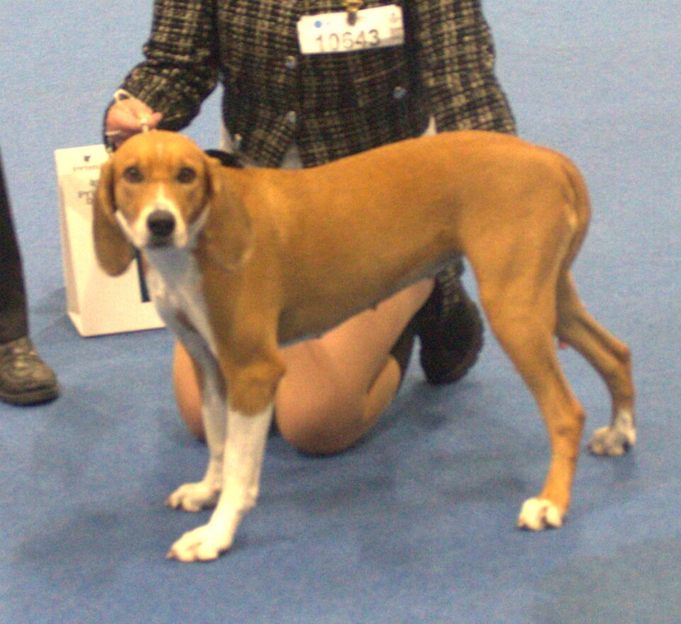 Chien courant de Hygen — photo de la race de chien originaire de Norvège (5)