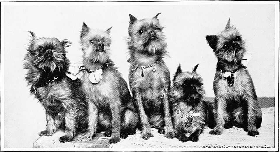 Griffon bruxellois — photo de la race de chien originaire de Belgique (4)