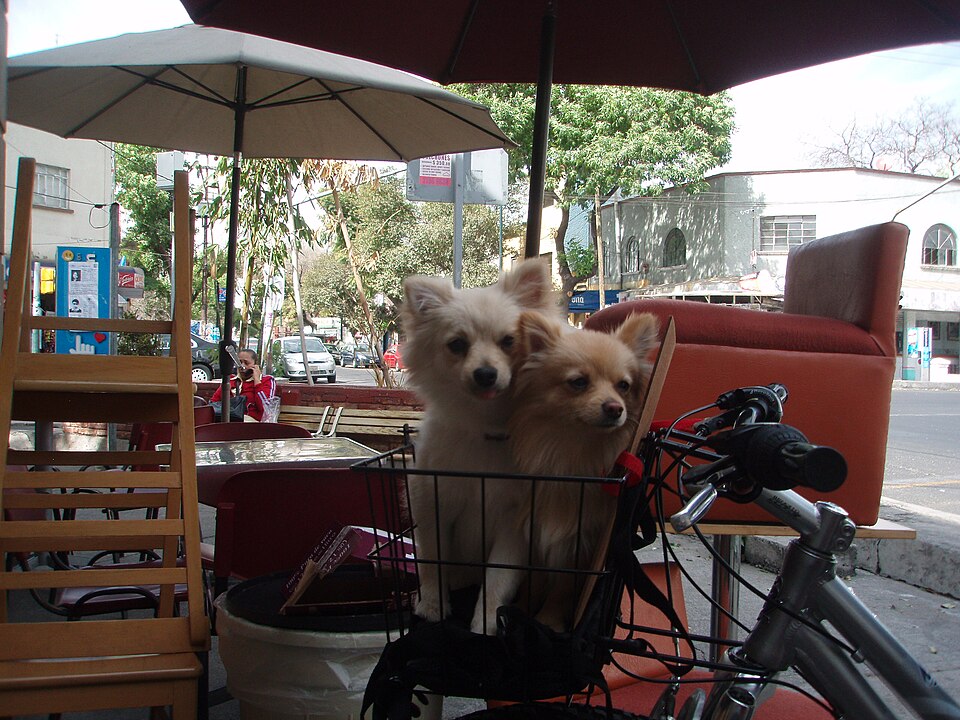 Spitz nain — photo de la race de chien originaire de Allemagne (4)
