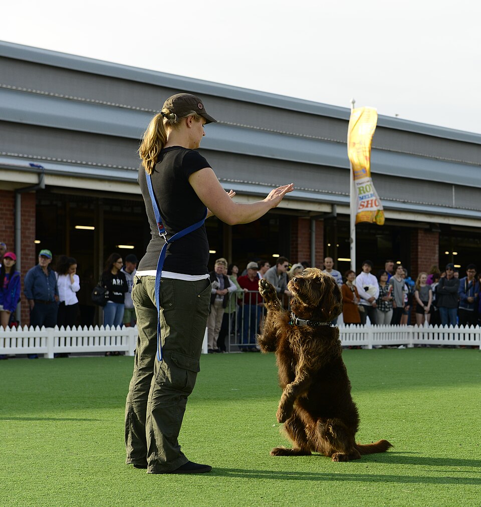 Labradoodle — photo de la race de chien originaire de Australie (1)
