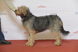 Chien courant de Bosnie à poil dur