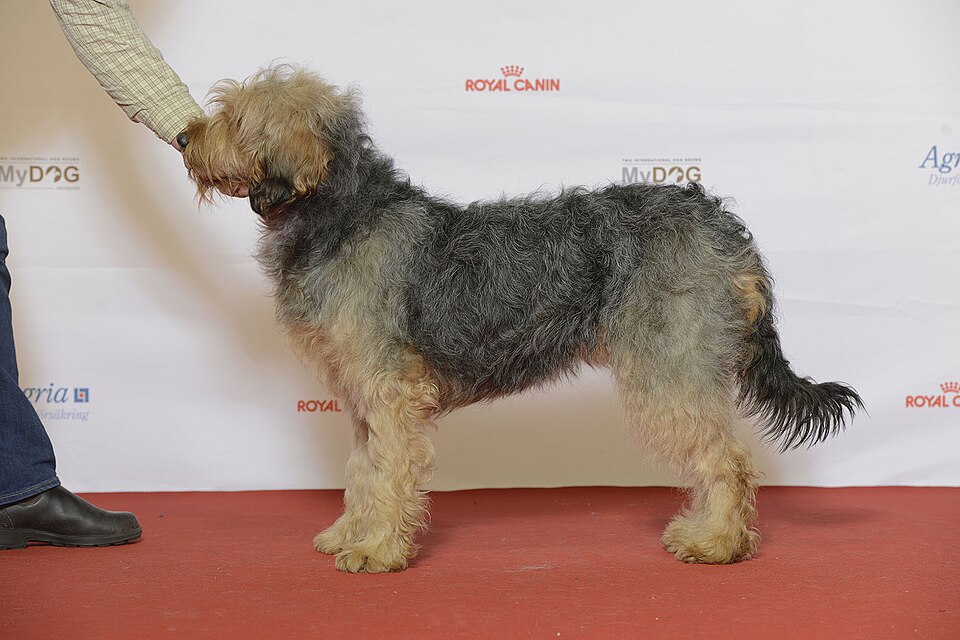 Chien courant de Bosnie à poil dur — photo de la race de chien originaire de Bosnie-Herzégovine (1)