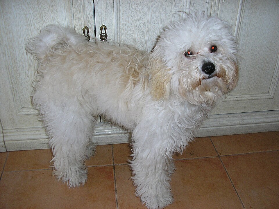 Bichon bolonais — photo de la race de chien originaire de Italie (2)