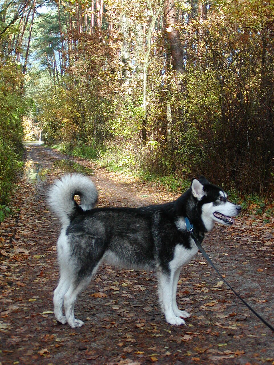 Malamute de l’Alaska — photo de la race de chien originaire de Alaska (1)