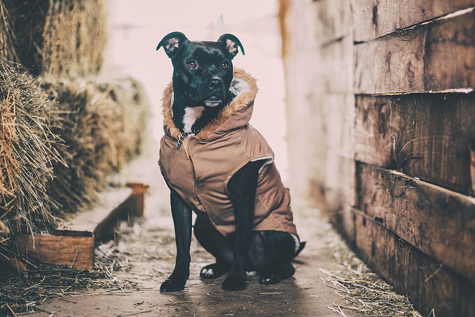 Staffordshire Bull Terrier — photo de la race de chien originaire de Angleterre (6)