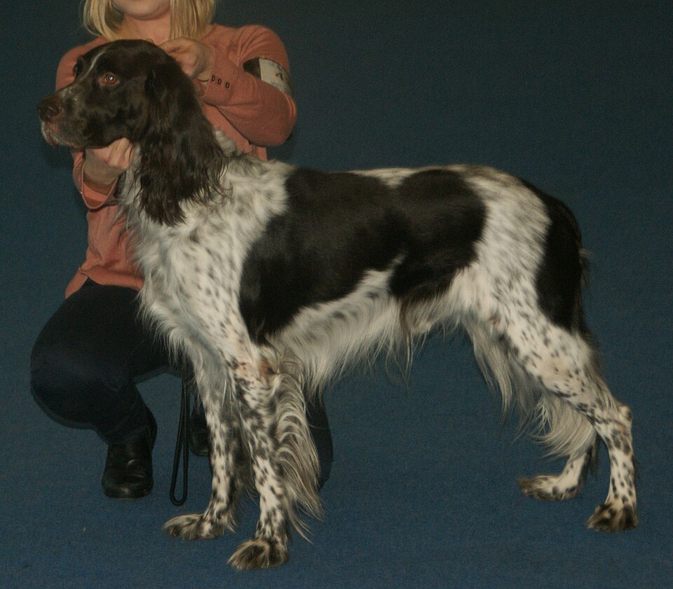 Epagneul français — photo de la race de chien originaire de France (6)