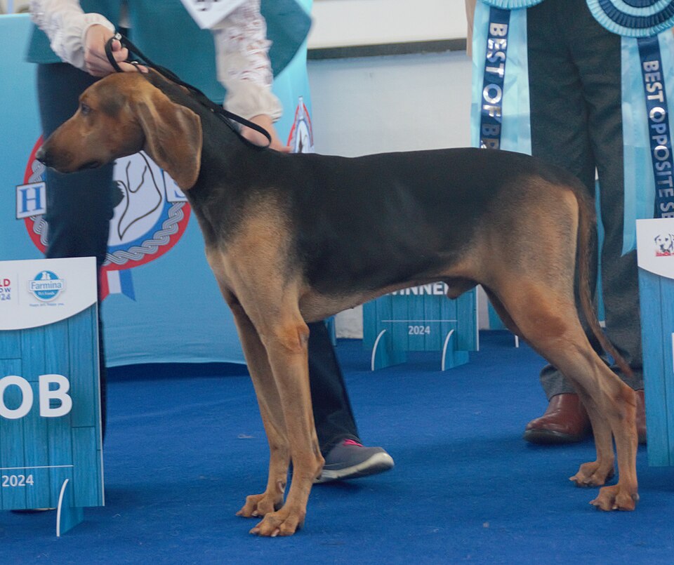 Chien courant italien à poil ras — photo de la race de chien originaire de Italie (4)