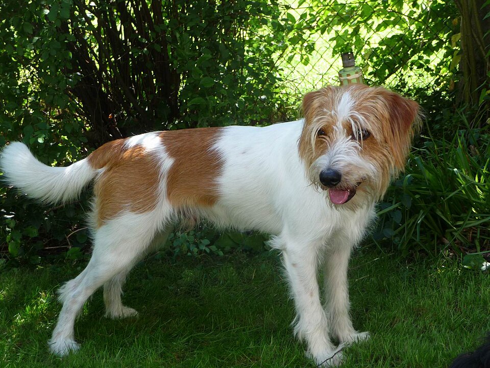Kromfohrländer — photo de la race de chien originaire de Allemagne (1)