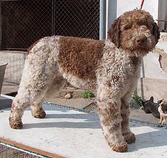 Chien d’eau portugais
