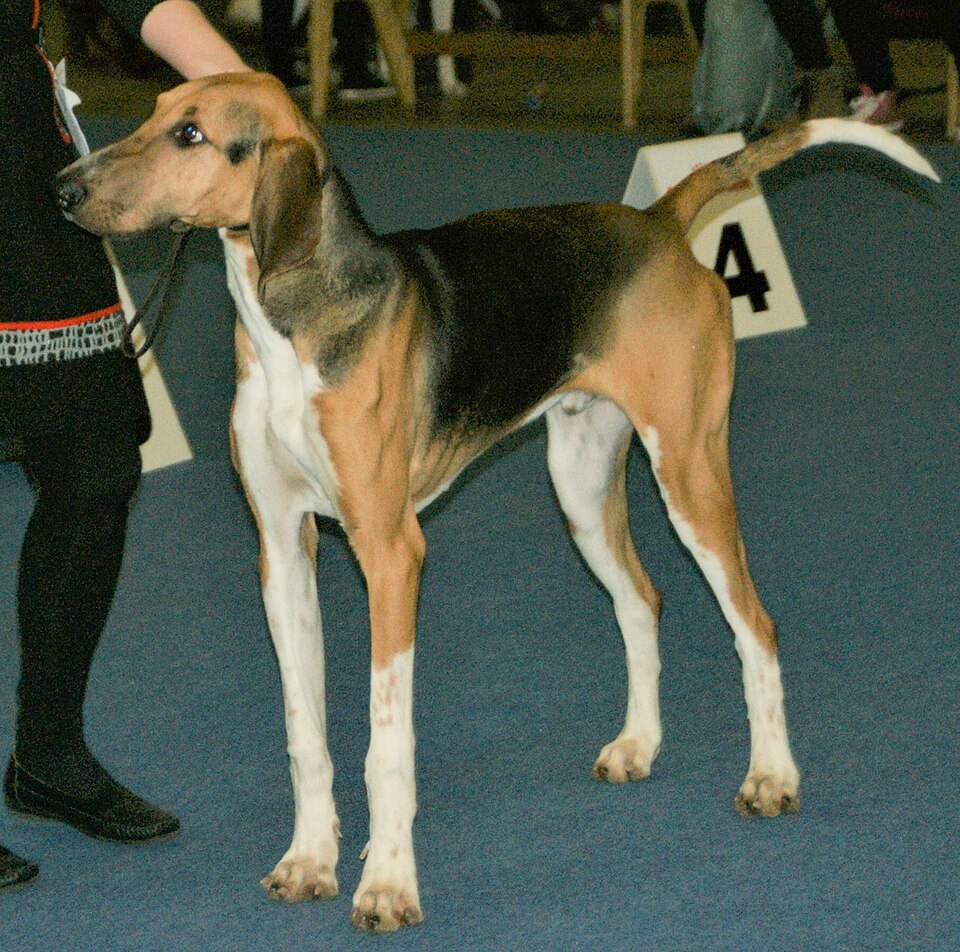 Poitevin — photo de la race de chien originaire de France (6)