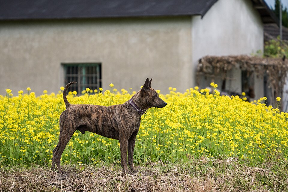 Chien de Taïwan — photo de la race de chien originaire de île de Taïwan (3)
