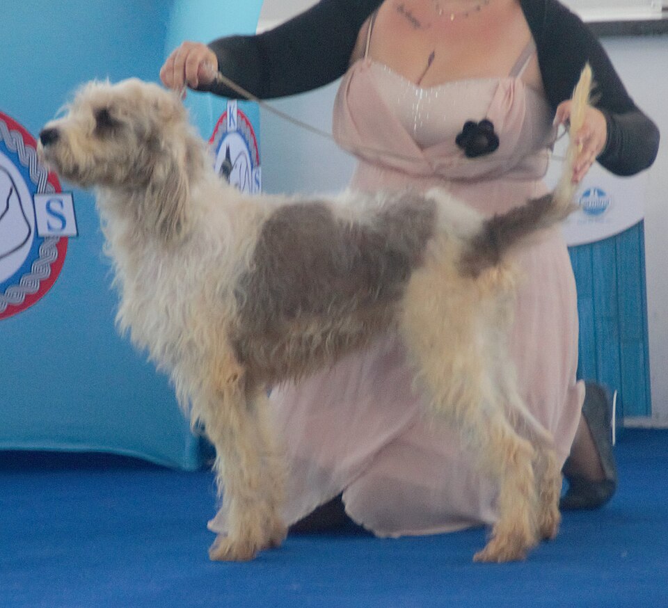 Briquet griffon vendéen — photo de la race de chien originaire de France (6)