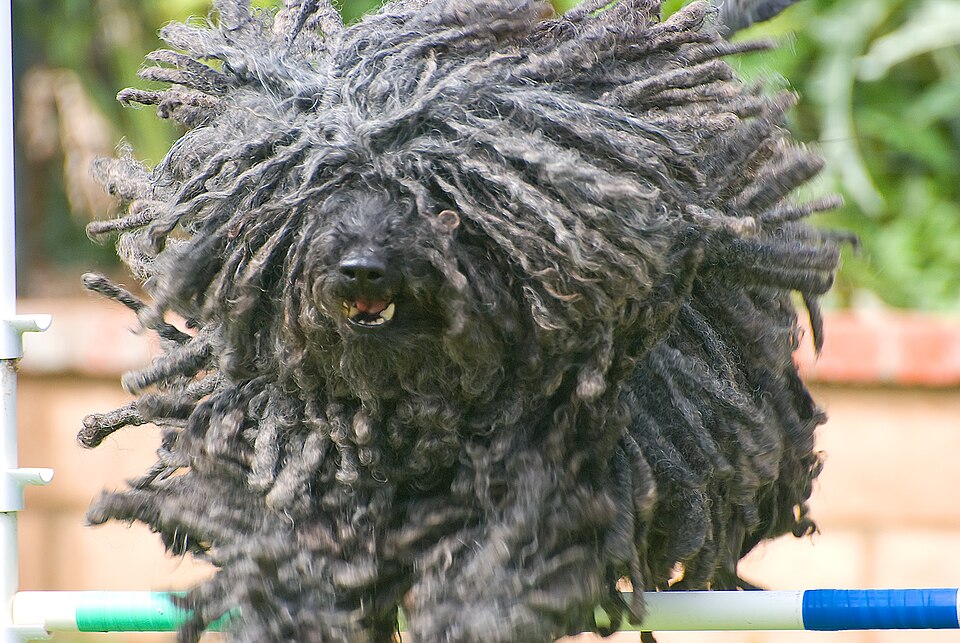 Puli — photo de la race de chien originaire de Hongrie (3)
