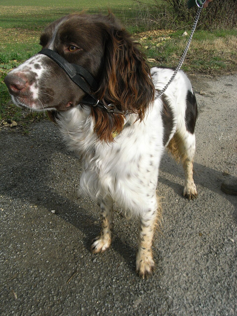 Epagneul français — photo de la race de chien originaire de France (3)