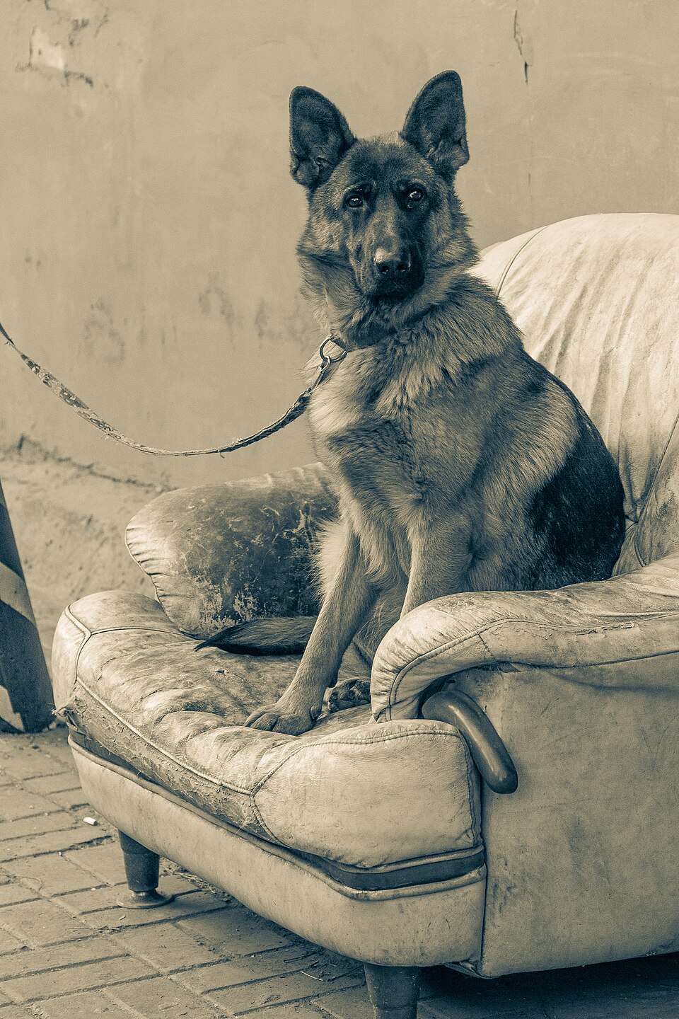 Berger Allemand — photo de la race de chien originaire de Allemagne (4)
