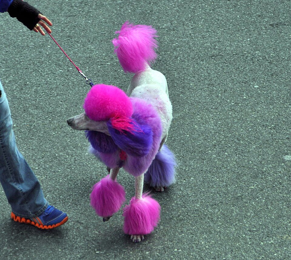 Caniche — photo de la race de chien originaire de France, Allemagne (6)